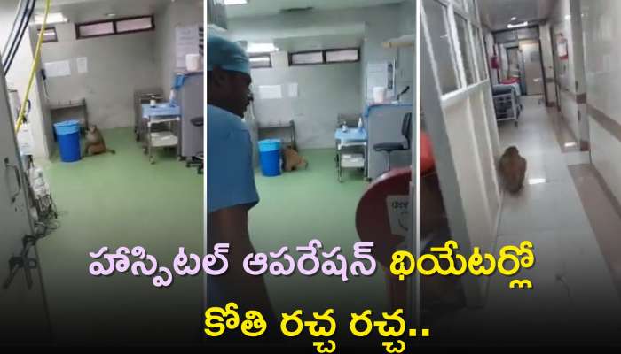 Monkey Funny Viral Video: హాస్పిటల్ ఆపరేషన్ థియేటర్‌లో రచ్చ రచ్చ చేసిన కోతి ..చివరికి ఏం జరిగిందో మీరే చూడండి!