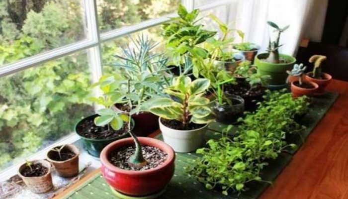 Vastu Tips for Plants: ఇంట్లో ఈ మొక్కలు ఇలా పెంచితే ఇక ఆ ఇంట్లో నాన్‌స్టాప్ ధన ప్రవాహం