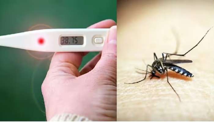 Dengue Fever: ఎక్కడ చూసినా డెంగ్యూ జ్వరాలే, డెంగ్యూ లక్షణాలేంటి, ఎలాంటి ఆహారం తీసుకోవాలి