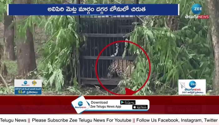 One More leopard Trapped In the Cage at Tirumala Alipiri walk Way 