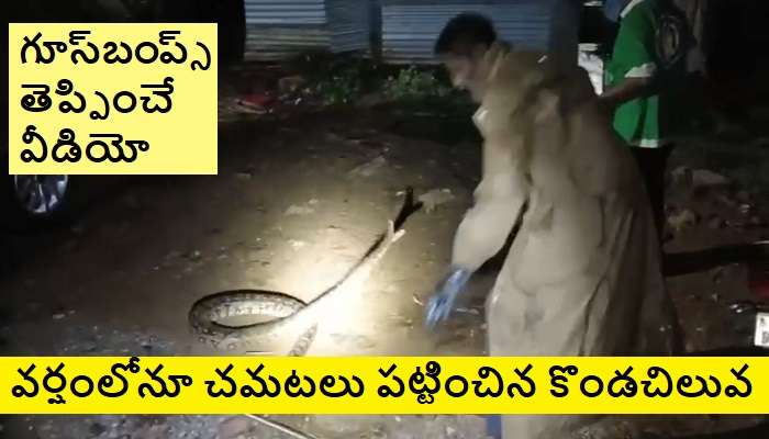 Giant Python Snake in Tirumala: తిరుమలలో భారీ కొండ చిలువ.. హడలిపోయిన జనం