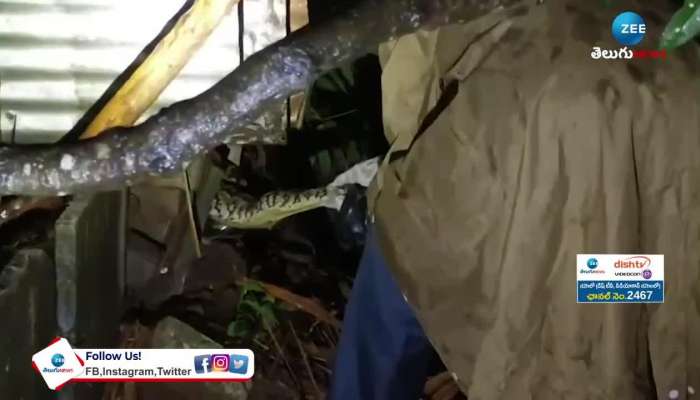 Giant Python Snake in Tirumala