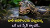  Rock Python Viral Video: భారీ అనకొండను పట్టుకున్న ఒకే ఒక స్నేక్‌ క్యాచర్‌..వీడియో చూస్తే షాక్ అవుతారు..