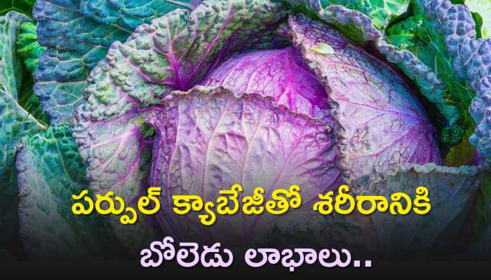 Purple Cabbage Benefits: పర్పుల్ క్యాబేజీతో శరీరానికి బోలెడు లాభాలు..క్రమం తప్పకుండా ఇలా తినండి చాలు!