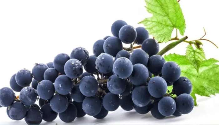 Benefits of Black Grapes: నల్ల ద్రాక్ష వలన ఇన్ని లాభాలా.? తెలిస్తే షాకవుతారు!