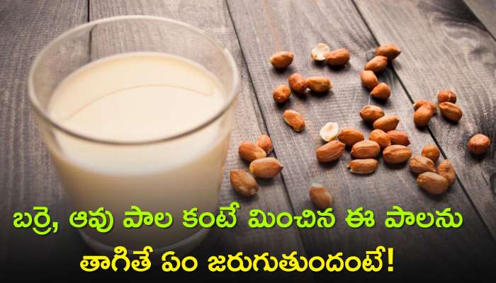 Peanut Milk Benefits: బర్రె, ఆవు పాలను మించిన ఈ పాలను తాగితే ఏం జరుగుతుందంటే!