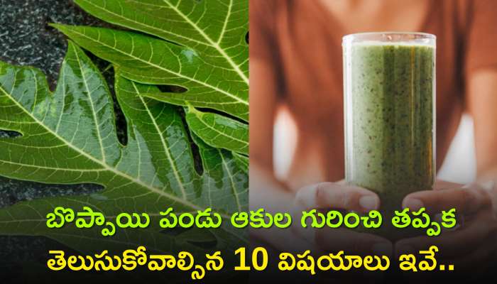 Papaya Leaves Benefits: బొప్పాయి పండు ఆకుల గురించి తప్పక తెలుసుకోవాల్సిన 10 విషయాలు ఇవే..