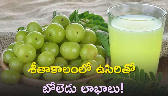 Amla Benefits: శీతాకాలంలో ఉసిరితో బోలెడు లాభాలు, ముఖ్యంగా దగ్గు, దమ్ము ఉన్నవారికి..