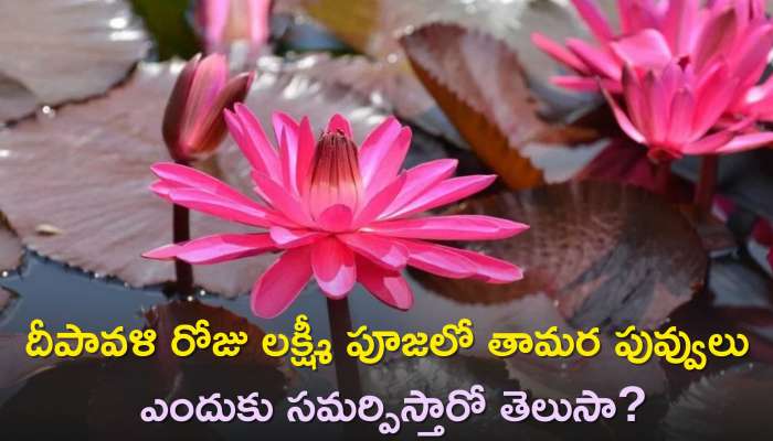 Happy Diwali 2023: దీపావళి రోజు లక్ష్మీ పూజలో భాగంగా తామర పువ్వులు ఎందుకు సమర్పిస్తారో తెలుసా? తప్పకుండా తెలుసుకోండి!