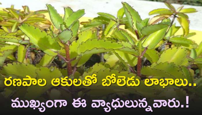 Ranapala Benefits: రణపాల ఆకులతో బోలెడు లాభాలు..ముఖ్యంగా ఈ వ్యాధులున్నవారు..