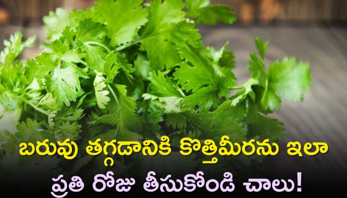 Coriander Leaves: బరువు తగ్గడానికి కొత్తిమీరను ఇలా ప్రతి రోజు తీసుకోండి చాలు!