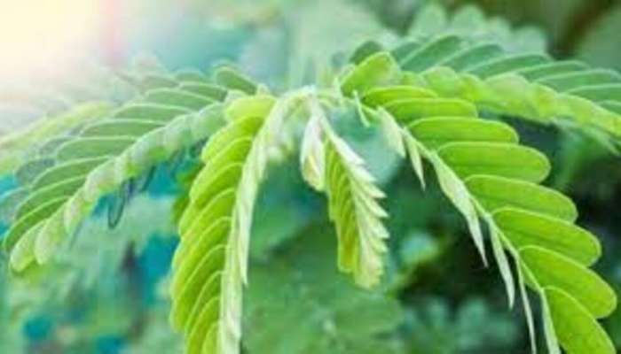 Tamarind Leaves: చింతచిగురు  ఔషధ విలువలు.. రుచికి రుచి ఆరోగ్యానికి ఆరోగ్యం…