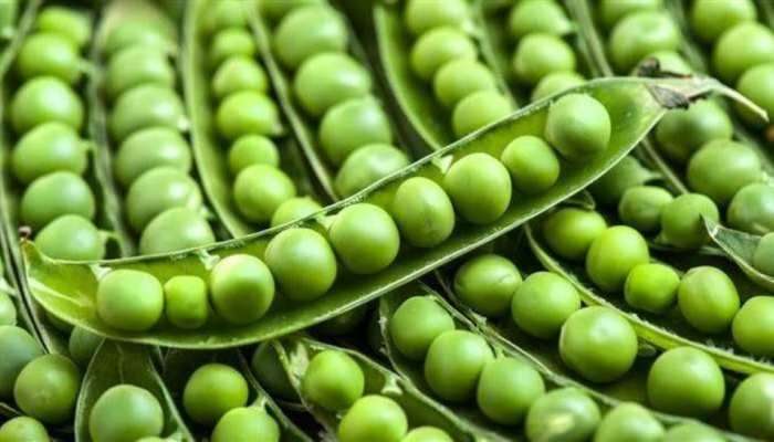 Green Peas Benefits: రోజూ గ్రీన్ పీస్ బఠానీ తింటే చాలు..ఎలాంటి వ్యాధి దరిచేరదు