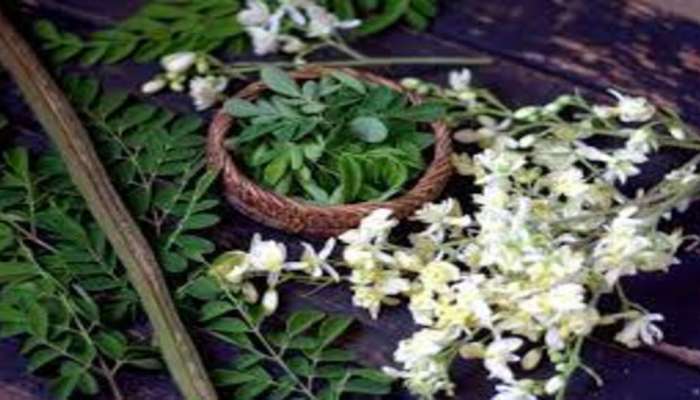Moringa: అధిక రక్తపోటుని సులభంగా నియంత్రించే మునగ పువ్వులు.. ఒక్కసారి తింటే