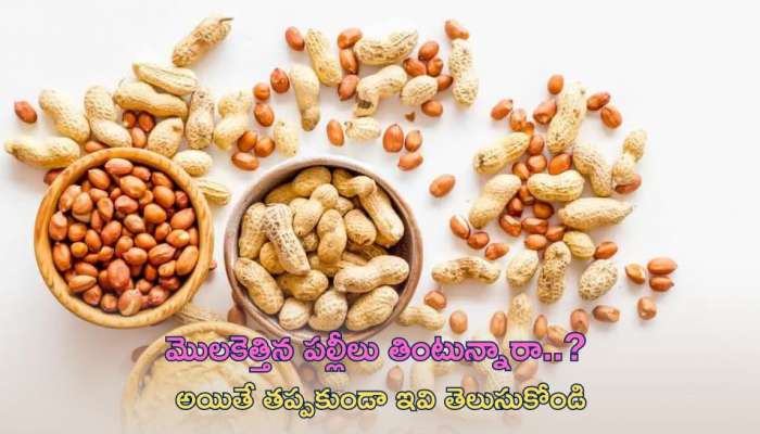 Sprouted Peanuts Health Benefits: మొలకెత్తిన పల్లీలు తింటున్నారా..? అయితే తప్పకుండా ఇవి తెలుసుకోండి