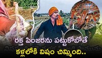  రక్త పింజరను పట్టుకోబోతే కళ్లలోకి విషం చిమ్మింది..ఆ వ్యక్తి పరిస్థితి చివరికి ఇదే! 