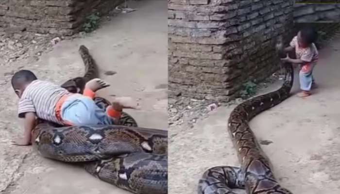 Python Video: ఎవడ్రా బుడ్డోడు.. ధైర్యానికి బ్రాండ్ అంబాసిడర్‌లా ఉన్నాడు.. భారీ కొండచిలువపై సవారీ