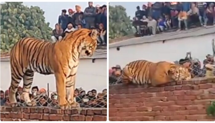 Tiger  viral video: ఇదేం పులి రా బాబు.. దాడి చేయడానికి వచ్చి హాయిగా గోడపై నిద్రపోయింది..