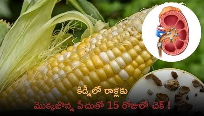 Corn Silk Uses: కిడ్నీలో రాళ్లకు మొక్కజొన్న పీచుతో 15 రోజులో చెక్‌ !