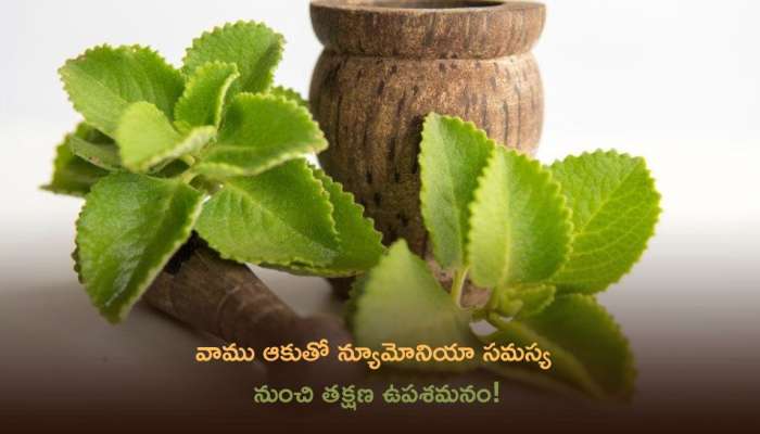 Ajwain Leaves: వాము ఆకుతో న్యూమోనియా  సమస్య నుంచి తక్షణ ఉపశమనం!