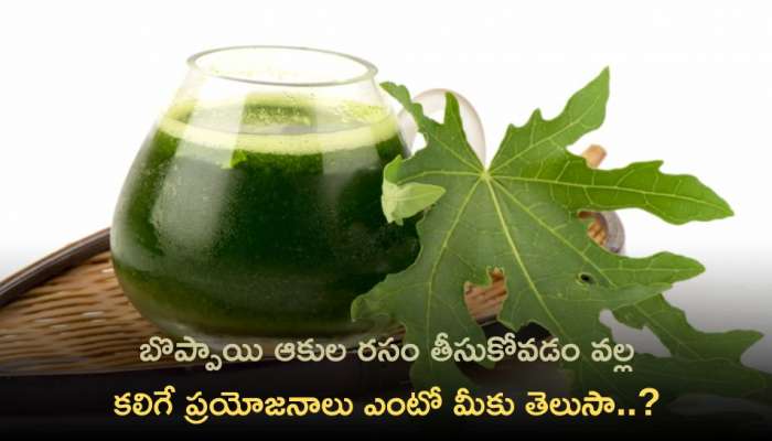 Papaya Leaves Benefits: బొప్పాయి ఆకుల రసం తీసుకోవడం వల్ల కలిగే ప్రయోజనాలు ఎంటో మీకు తెలుసా..?