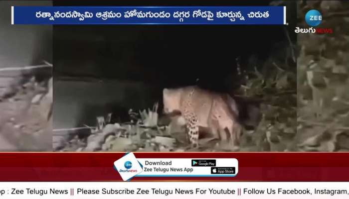 Leopard Spotted At Srisailam Roads 