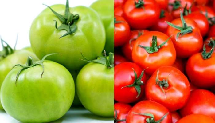 Benefits of Tomatoes: పచ్చి టమాటాలతో బోలెడు లాభాలు.. చిన్నపిల్లలకు సైతం ఔషధం