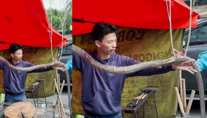 World Most Dangerous King Cobra Snake Blood Drinking Indonesia Yong Boy Video Trend In Google dh 