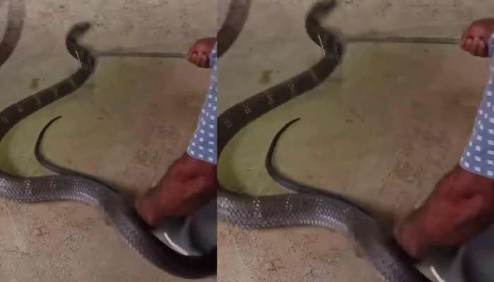 20 Feets Dangerous Huge King Cobra Hiding In Car In India Video Goes To Viral In Google Trends dh