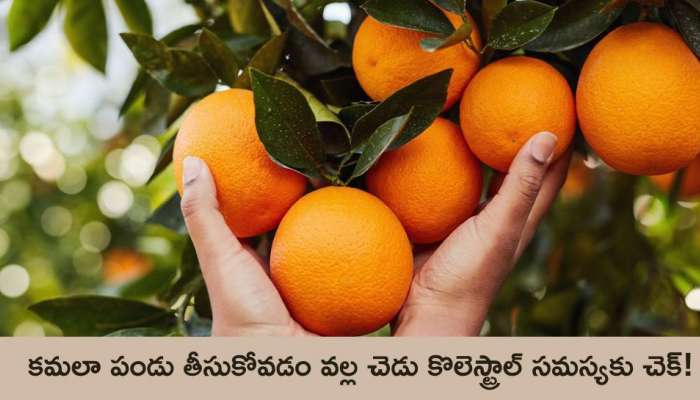 Orange Fruit: కమలా పండు తీసుకోవడం వల్ల చెడు కొలెస్ట్రాల్‌ సమస్యకు చెక్‌!