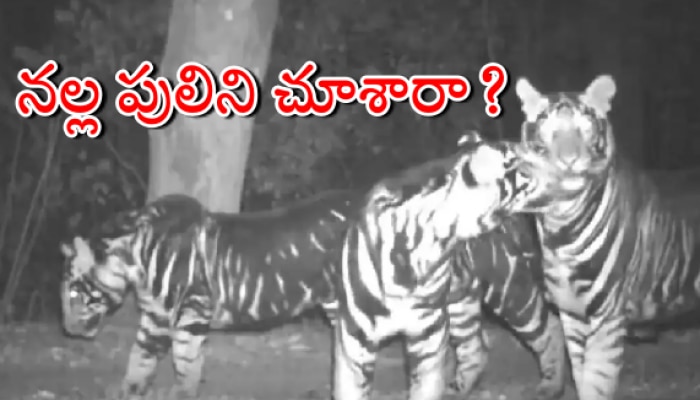 Black tigers video: సోషల్ మీడియాను షేక్ చేస్తున్న నల్ల పులుల వీడియో.. మీరు ఓ లుక్కేయండి..!