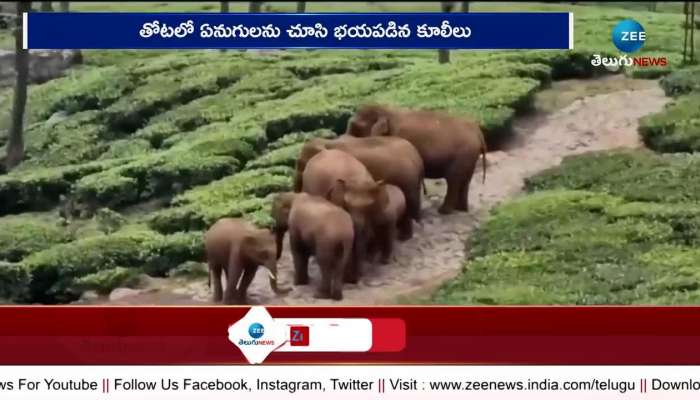 Elephants Hulchul In Tamilnadu Tea Gardens