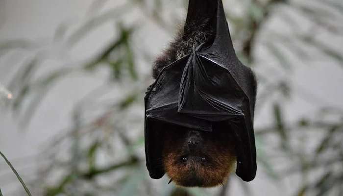 New Bat Virus: ప్రపంచాన్ని భయపెడుతున్న కొత్త వైరస్, గబ్బిలాల్లో గుర్తింపు