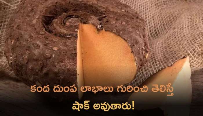 Elephant Yam: కంద దుంప లాభాలు గురించి తెలిస్తే షాక్‌ అవుతారు!