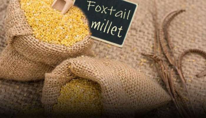 Foxtail Millet: షుగర్‌ లెవల్స్ కంట్రోల్‌ చేయడంలో కొర్రల ప్రయోజనాలు ఇవే! 