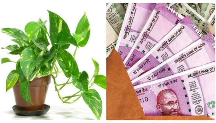 Money Plant Vastu: శుక్రవారం మనీప్లాంట్ కు ఈ ఒక్క వస్తువు పెడితే మీకు డబ్బే డబ్బు..!