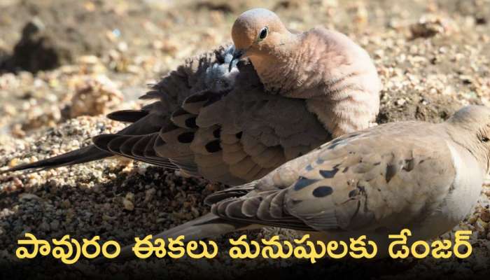 Pigeon Feather: పావురాలు వల్ల మన ఆరోగ్యాన్నికి ముప్పు!