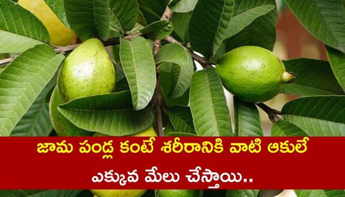 Benefits Of Guava Leaves: జామ పండ్ల కంటే శరీరానికి వాటి ఆకులే ఎక్కువ మేలు చేస్తాయి..ఎంటి నమ్మట్లేదా?