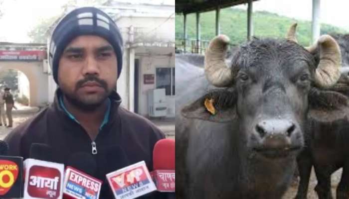 Viral news: ''అట్లుంటది మరీ టెక్నాలజీ అంటే..".. ఆన్ లైన్ లో గేదె ను ఆర్డర్ పెట్టిన రైతు.. ట్విస్ట్ ఏంటంటే..?