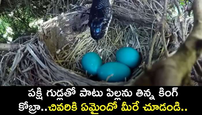 Eagle Vs King Cobra: పక్షి గుడ్లతో పాటు పిల్లను తిన్న కింగ్ కోబ్రా..చివరికి ఏమైందో మీరే చూడండి..