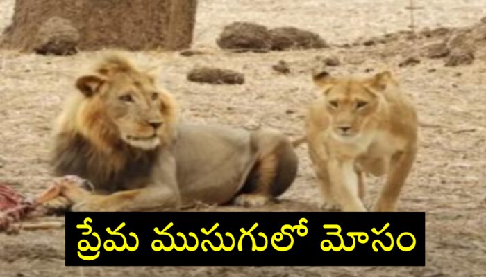 Viral Video today: ప్రేమ పేరుతో అమ్మాయిలే కాదు.. ఆడ సింహాలు కూడా మోసం చేస్తాయి.. ఈ వీడియో చూడండి..