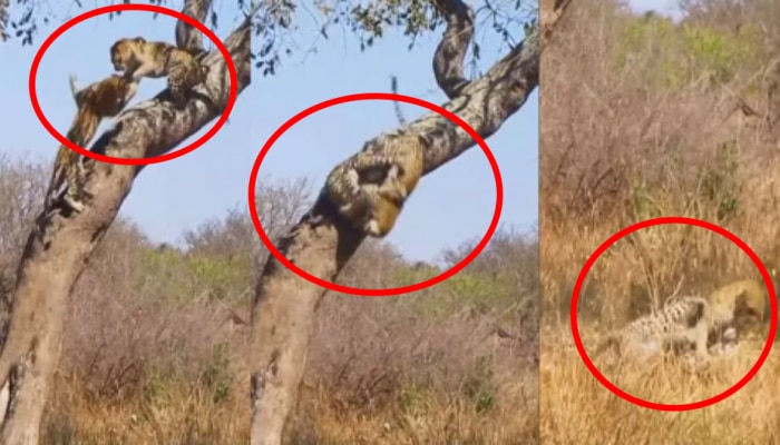 Leopards fight video: చెట్టుపై భయంకరంగా కొట్టుకున్న చీతాలు.. గూస్ బంప్స్ తెప్పిస్తున్న వీడియో..