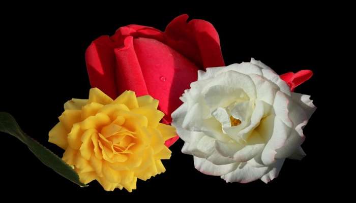 Rose Day: రోజ్ డేతో వాలెంటైన్ వీక్ మొదలు.. ఒక్కో రంగు రోజాకి.. ఒక్కో ప్రత్యేకత!