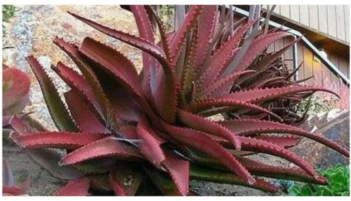 Red Aloevera: ఎర్రకలబంద, పచ్చకలబంద కంటే 22 రెట్లు శక్తివంతమైంది.. దీని అద్భుతప్రయోజనాలు తెలుసా?