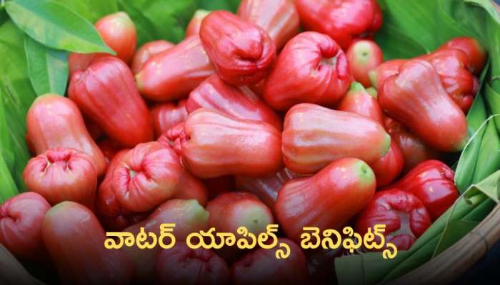 Water Apple: వాటర్ యాపిల్స్ బెనిఫిట్స్ వేరు.. ప్రతిరోజు తిన్నారంటే దీర్ఘకాలిక వ్యాధులు సైతం దూరమవ్వాల్సిందే..