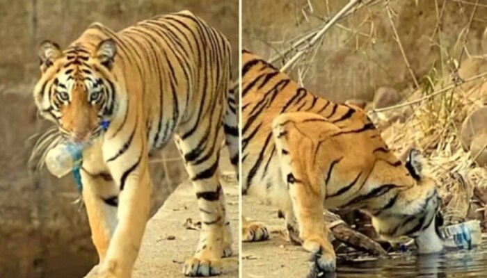 Viral Video today: వాటర్ బాటిల్ ఎత్తుకెళ్లిన పెద్దపులి.. వైరల్ అవుతున్న వీడియో..