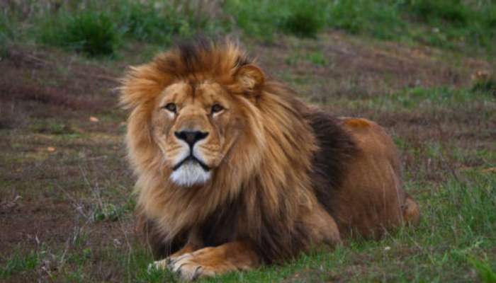 Lion Attack: వామ్మో.. ఎన్ క్లోజర్ లో దూకి, సింహం ముందు తొడకొట్టిన యువకుడు.. ట్విస్ట్ మాములుగా లేదుగా.. 