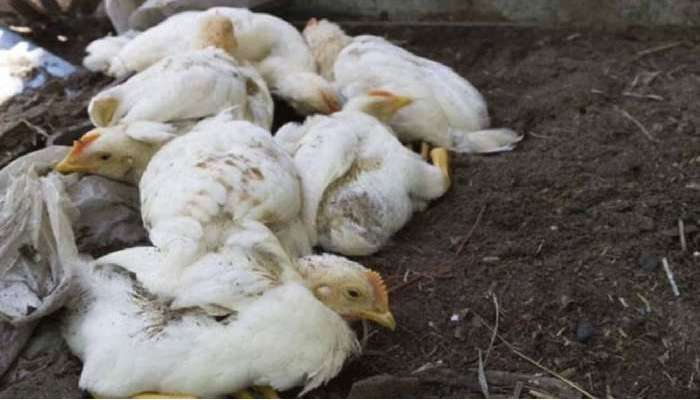 AP Bird Flu: ఏపీలో కోళ్లకు బర్డ్ ఫ్లూ,  చికెన్ తినాలంటే జనంలో భయం