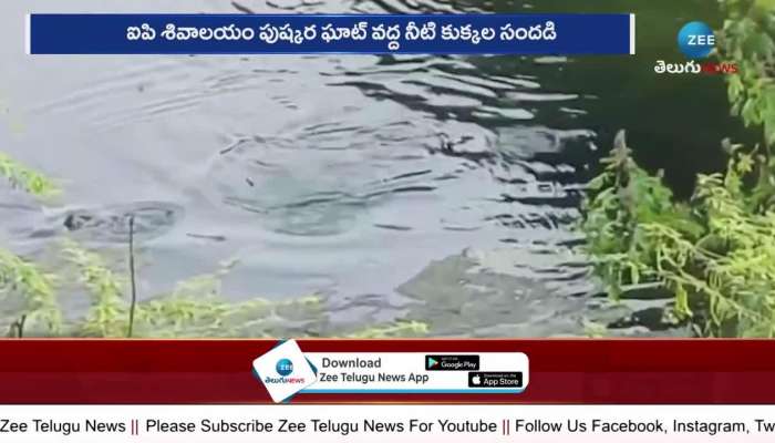 Water Dogs In Nagarjuna Sagar: Water Dogs Are Buzzing In The Nagarjuna Sagar Reservoir 