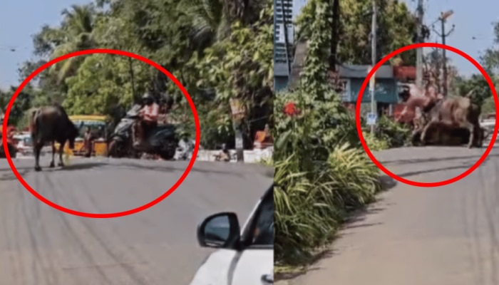 Shocking Video: ఫీక్స్ లో గేదె కోపం.. రోడ్డు మీద జనాలు పాపం.. వైరల్ అవుతున్న వీడియో..